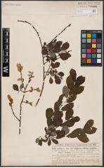 Foto von Salix aurita L.